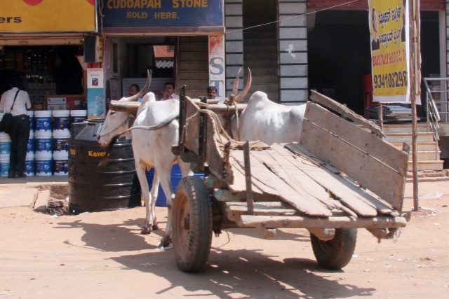 Bangalore/Indien - Februar 2009 - Bild IB_090216_047.jpg