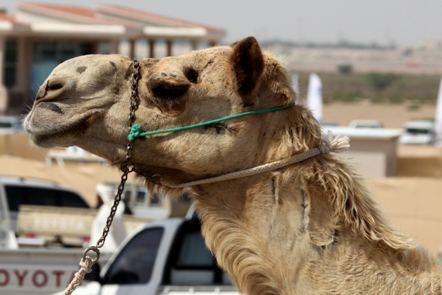 Vereinigte Arabische Emirate im April 2009 - Bild IB_090405_010.jpg