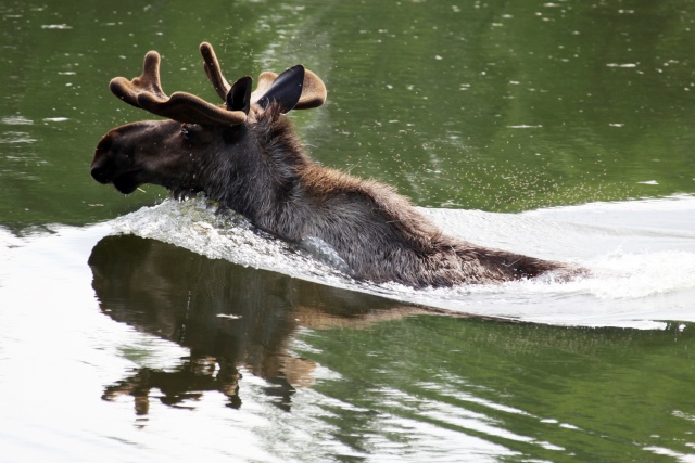 Alaska Juni 2012 - Bild IB_120611_046.jpg