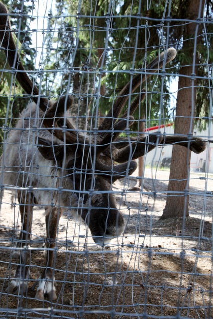 Alaska Juni 2012 - Bild IB_120617_021.jpg